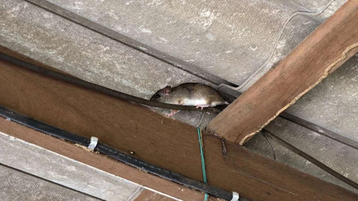 roof rat on rafters