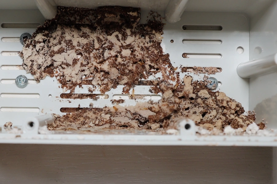 Termite baits kill the colony over a number of weeks