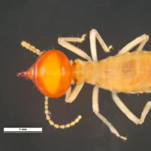 nasutitermes termite soldier