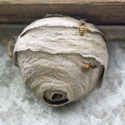 Small European wasp nest on the side of house
