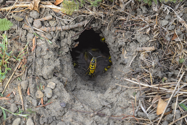European wasp nest in ground