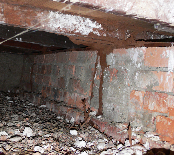Termite mud tubes in sub-floor