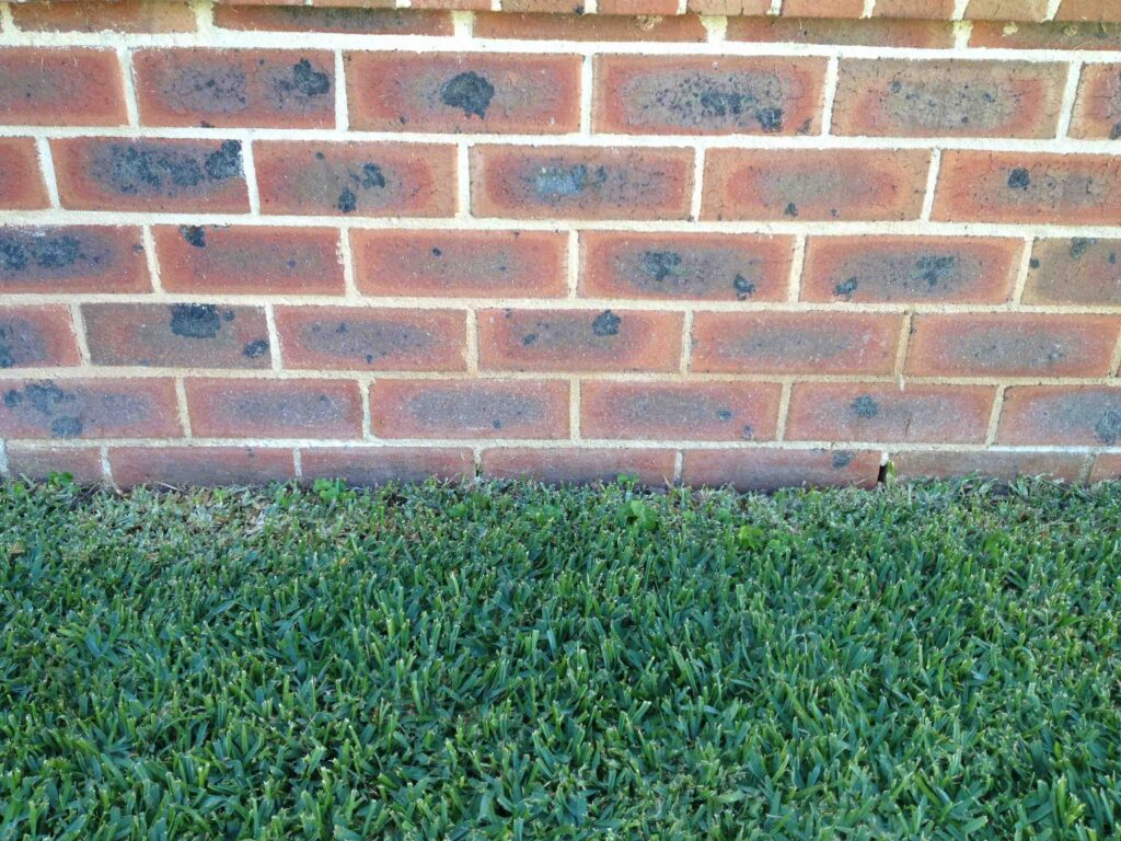 Turf blocking edge of slab and weepholes allowing potential termite entry