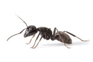 Ant close up