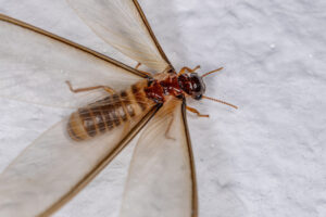Termite alate - flying termite